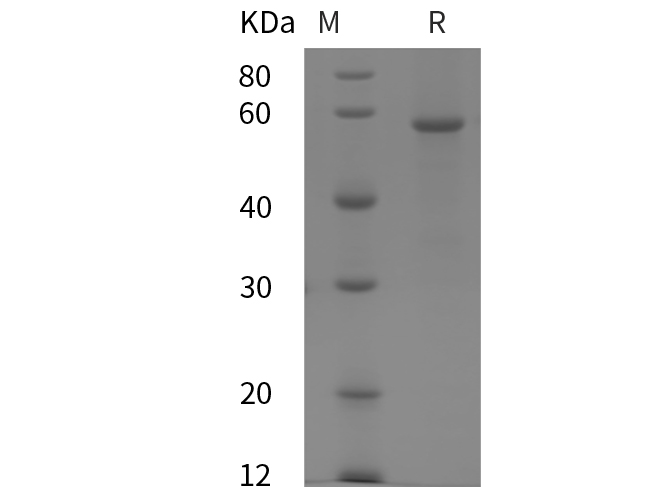 Валидация Elabscience PDEH100808(248)