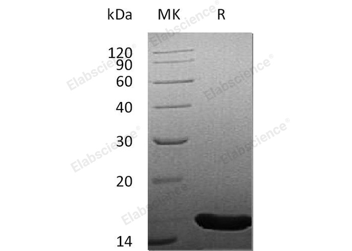Валидация Elabscience PKSH032442(2918)