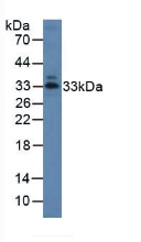 7440