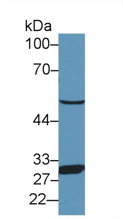 12623