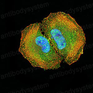 Валидация IF - AntibodySystem RHF78503