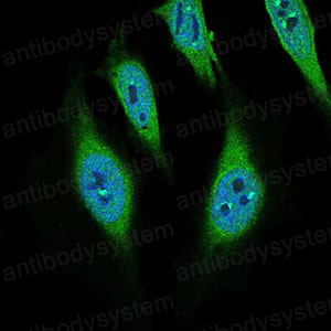 Валидация IF - AntibodySystem RHE04903