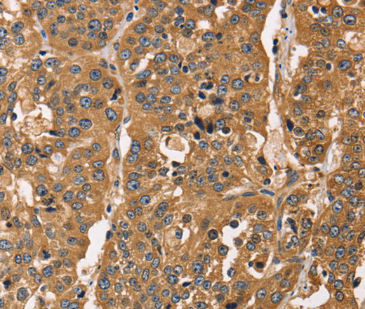 Валидация Elabscience E-AB-14821