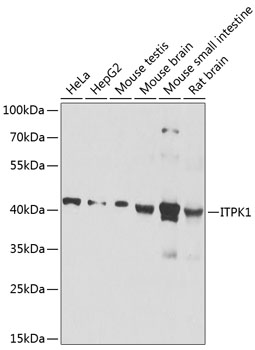 Валидация Elabscience E-AB-62802