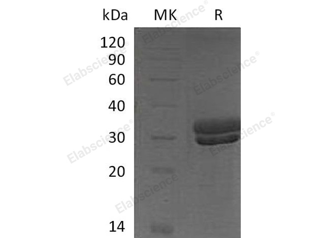 Валидация Elabscience PKSM040437(4435)