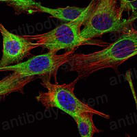 Валидация IF - AntibodySystem RHE36601