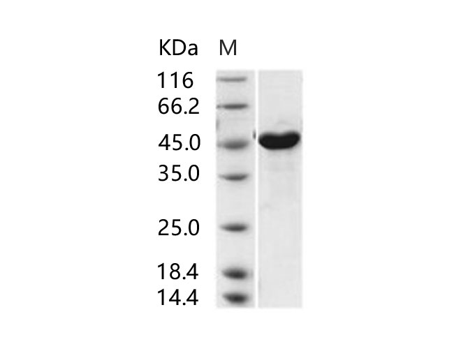 Валидация Elabscience PKSV030235(5998)