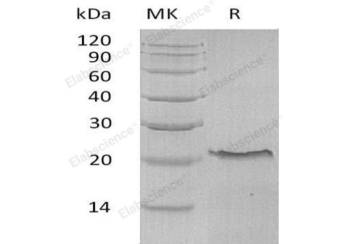 Валидация Elabscience PKSH031378(2095)