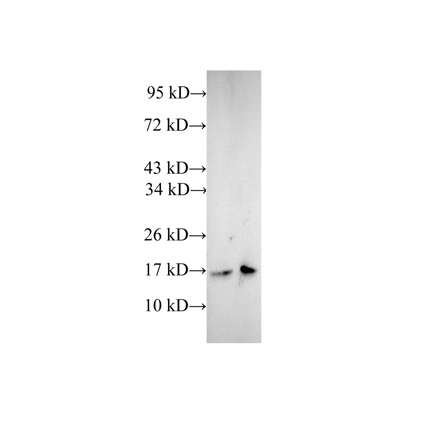 Валидация Elabscience E-AB-40164