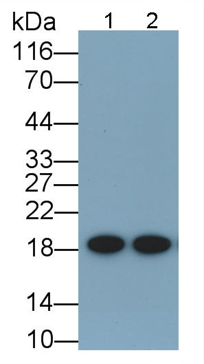 30605