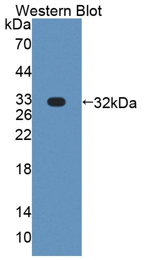 59551