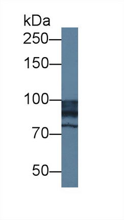 12486