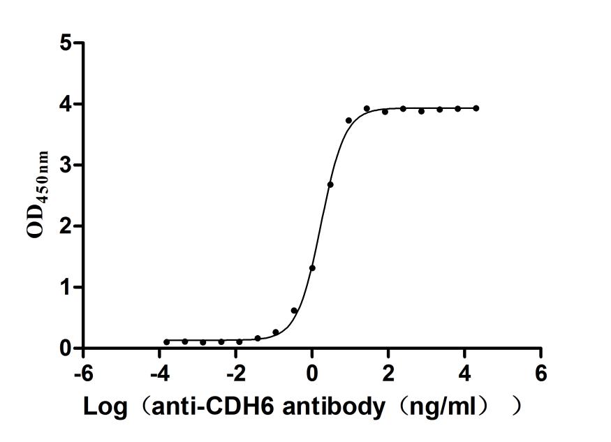 Функциональный ИФА: связывание рекомбинантного антитела к CDH6 с иммобилизованным крысиным CDH6