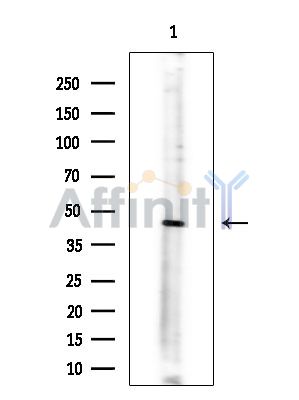 Валидация Affinity DF15394 - 11708