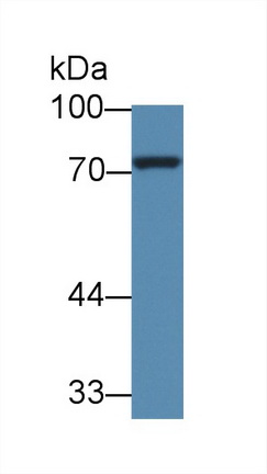 14034