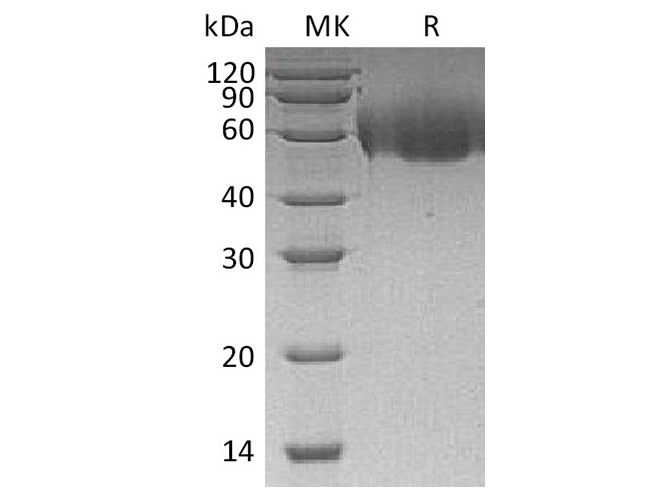 Валидация Elabscience PKSH033563(3860)