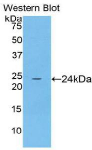 39210