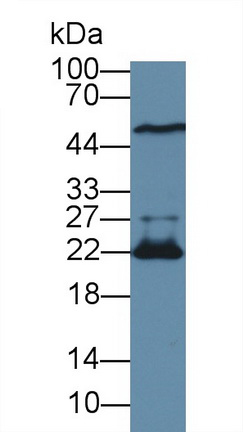 14107