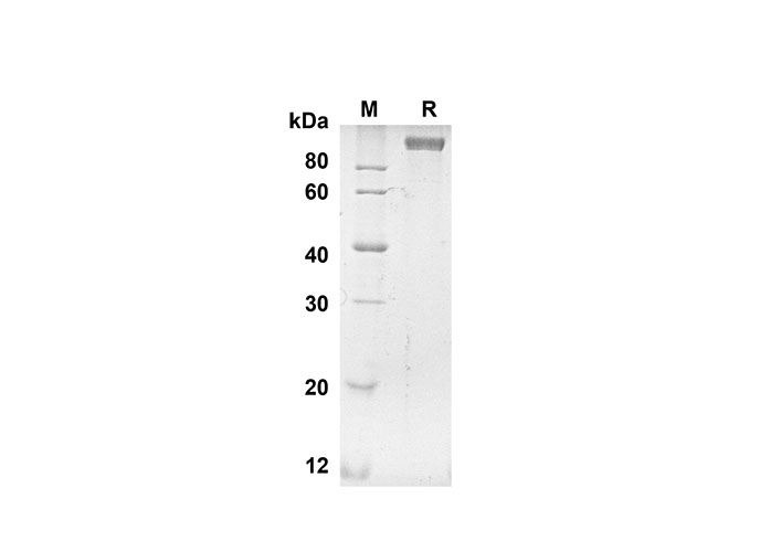 Валидация Elabscience PDMH100269(892)