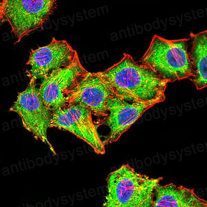 Валидация IF - AntibodySystem RHN95502