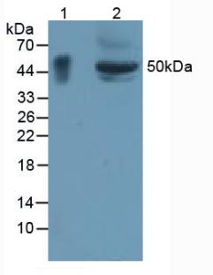 4552