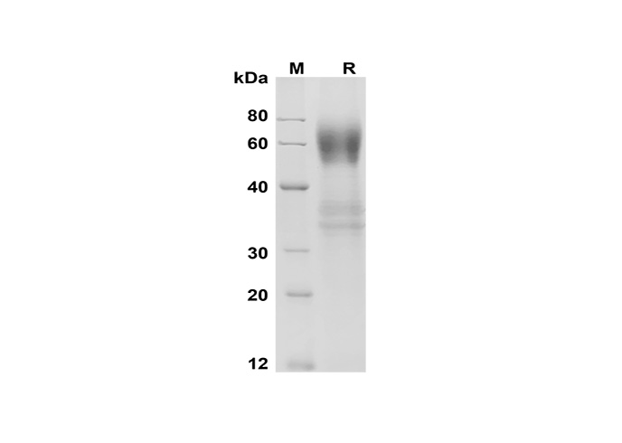 Валидация Elabscience PDMM100154(1114)