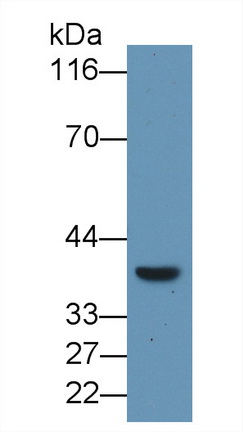 41103