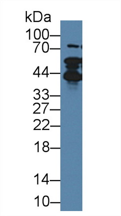 8631