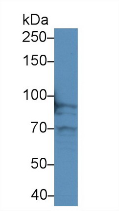 8988