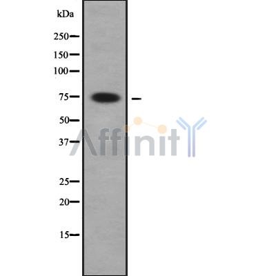 Валидация Affinity DF9517 - 22159