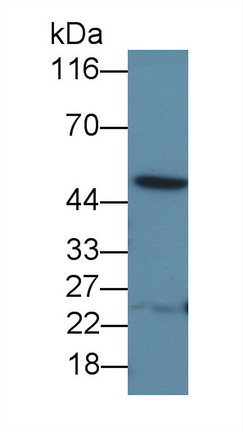 10073