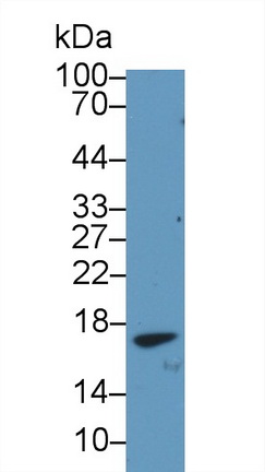 13053