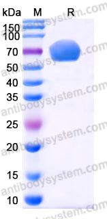 EHJ64003, SDS-PAGE