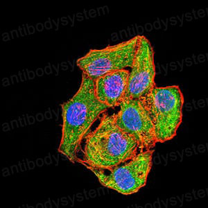 Валидация IF - AntibodySystem RHE48804