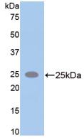 49096