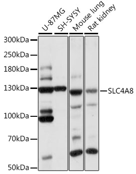 Валидация Elabscience E-AB-90963