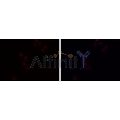 Валидация Affinity DF9570 - 22249