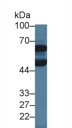 9607