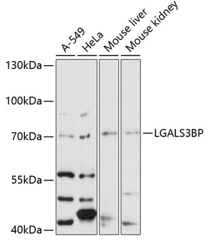 Валидация Elabscience E-AB-90319
