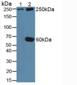 5968