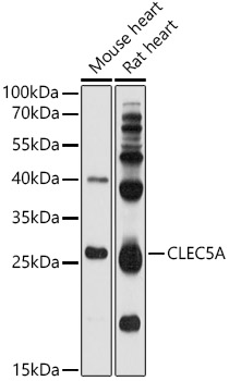 Валидация Elabscience E-AB-92496