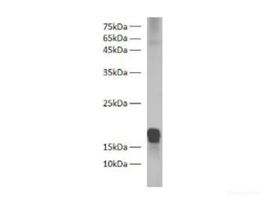 Валидация Elabscience E-AB-40557