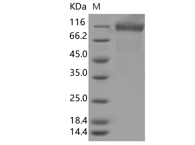 Валидация Elabscience PKSV030399(6135)