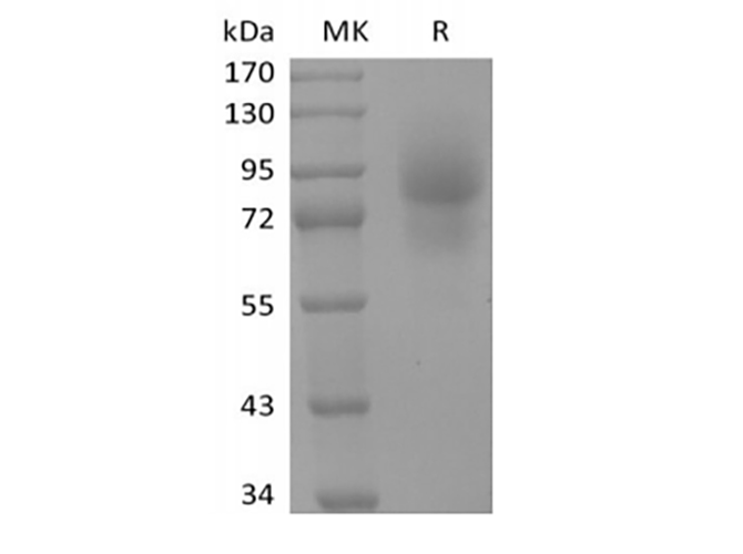 Валидация Elabscience PKSH034029(4259)