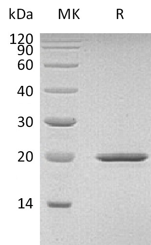 Валидация Elabscience PKSM041194(5101)