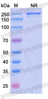 Валидация SDS-PAGE - AntibodySystem RHK81503