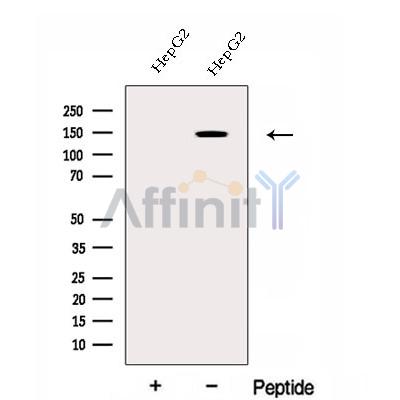 Валидация Affinity DF12971 - 7741