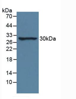 3885