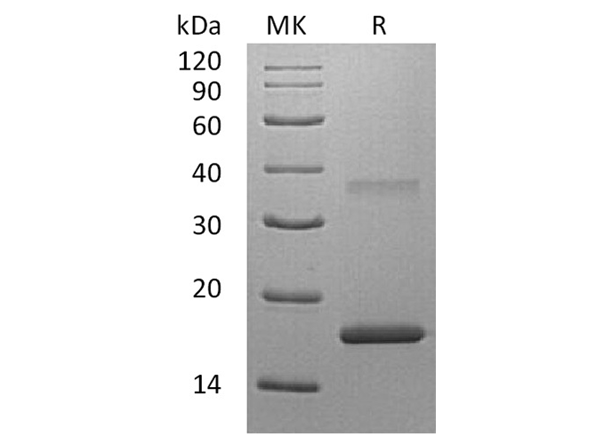 Валидация Elabscience PKSH033610(3899)