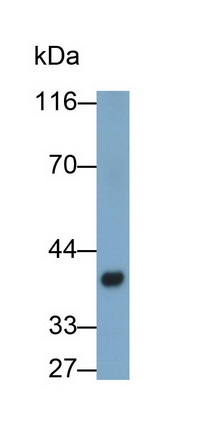 52528